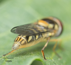 Allograpta obliqua