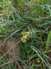 Lithospermum strictum