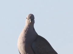 Streptopelia decaocto