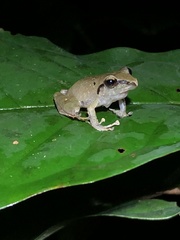 Pristimantis reichlei