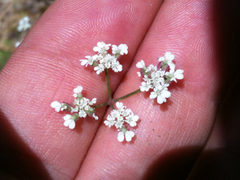Anthriscus caucalis