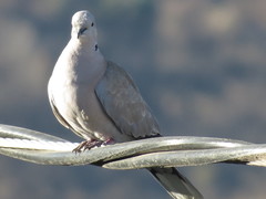 Streptopelia decaocto