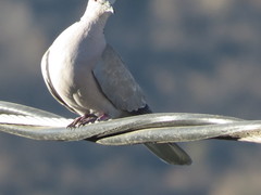 Streptopelia decaocto
