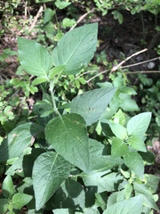 Ruellia drummondiana
