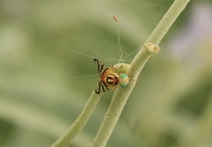 Zonosemata vittigera