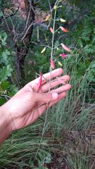 Penstemon barbatus trichander