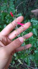 Penstemon barbatus trichander