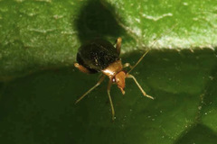 Halticus luteicollis