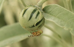 Zonosemata vittigera