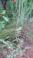 Penstemon barbatus trichander