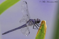 Libellula incesta