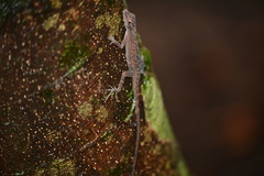 Anolis osa