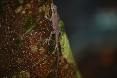 Anolis osa