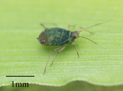 Rhopalosiphum padi