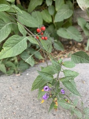 Solanum dulcamara