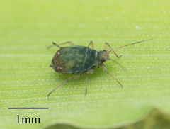 Rhopalosiphum padi