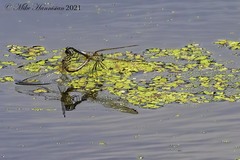 Pachydiplax longipennis