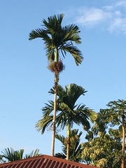 Areca catechu