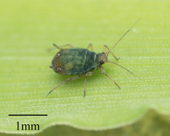 Rhopalosiphum padi