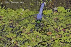 Erythemis simplicicollis