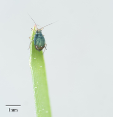 Rhopalosiphum padi