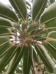 Schefflera