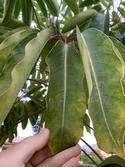 Schefflera