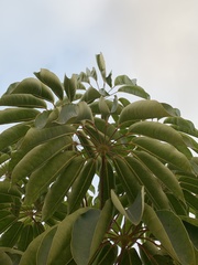 Schefflera