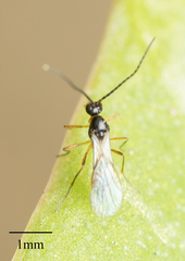 Hymenoptera