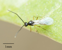 Hymenoptera