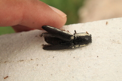 Chalcolepidius apacheanus