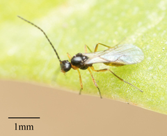 Hymenoptera