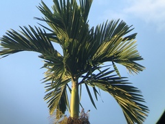 Areca catechu