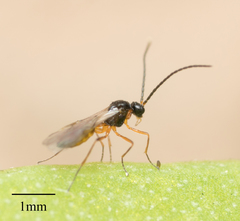 Hymenoptera