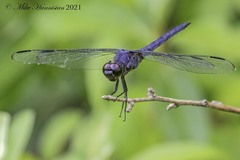 Libellula incesta