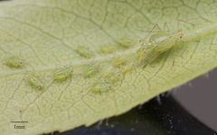Wahlgreniella nervata