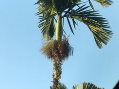 Areca catechu