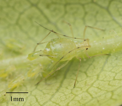 Wahlgreniella nervata