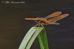 Perithemis tenera