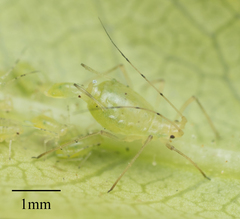 Wahlgreniella nervata