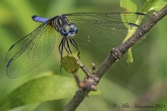 Pachydiplax longipennis