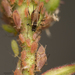 Rose Aphid - Photo no rights reserved, uploaded by Jesse Rorabaugh