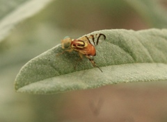 Zonosemata vittigera