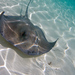 Southern Stingray - Photo (c) Jeff Kraus, some rights reserved (CC BY-NC)