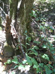 Lactuca virosa