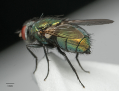 Lucilia sericata