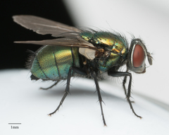 Lucilia sericata