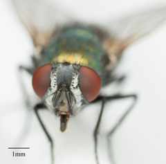 Lucilia sericata