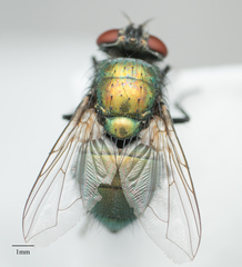 Lucilia sericata