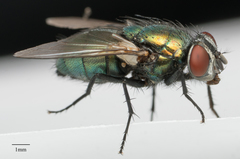 Lucilia sericata